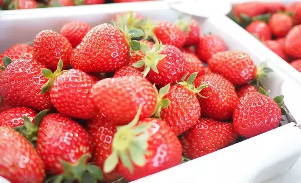 12粒で27万円のイチゴは誰が買う？ “高級すぎるフルーツ”が生まれる日本特有の背景