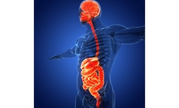 脳は10歳までどんどん大きくなって、その後は萎んでいく？　腸から生まれた脳の成長メカニズム