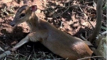 〈大量繁殖キョンの捕獲現場〉「最初はごめんねと思っていましたが…」おととしは千葉県で8000匹以上を捕獲も「解体は1日5頭が限界」解体作業員に密着