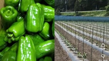 失踪したベトナム人技能実習生13人を住み込みで働かせた中国籍のピーマン農場主（36）を逮捕…地方で広がる“闇の受け皿”の実態〈岩手〉