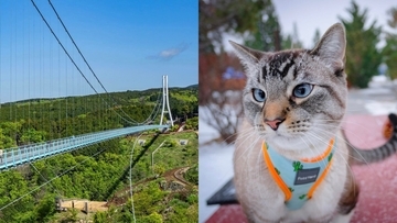 「パニックを起こしたら危ない」愛猫家が猛反発で中止に…吊り橋の“猫参加イベント”、犬だったら本当に問題はないのか？　吊り橋ペット同伴、専門家の見解は？