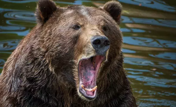 「幼稚園のすぐそばで女性の頭皮をはぐヒグマ」「逃げる12歳少年を後ろから…」ロシアで起きた忌まわしい事件から日本人は何を学ぶべきか【2025年10月ベスト記事3位】