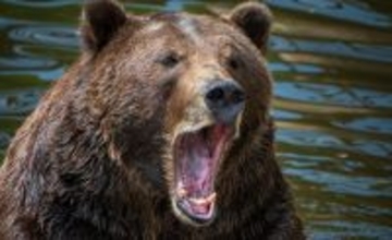 「幼稚園のすぐそばで女性の頭皮をはぐヒグマ」「逃げる12歳少年を後ろから…」ロシアで起きた忌まわしい事件から日本人は何を学ぶべきか【2025年10月ベスト記事3位】