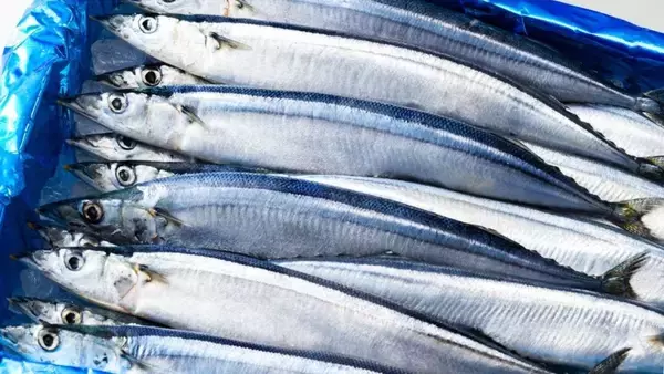 1尾100円の“ふっくらサンマ”は幻に…漁師も撤退する異常不漁の中、たとえ小さくてもスーパーがサンマを並べ続ける衝撃の背景