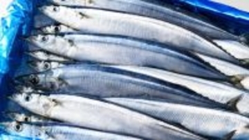 1尾100円の“ふっくらサンマ”は幻に…漁師も撤退する異常不漁の中、たとえ小さくてもスーパーがサンマを並べ続ける衝撃の背景