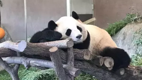 日中関係悪化で「会いに行けない」…和歌山“浜家パンダロス”に揺れるファンたちの本音