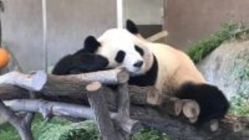 日中関係悪化で「会いに行けない」…和歌山“浜家パンダロス”に揺れるファンたちの本音