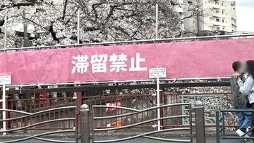 〈桜を遮る横断幕〉「注意の声がうるさい」「嫌な世の中になってしまった」中目黒で花見客が困惑　区に聞いた規制強化の理由