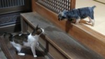 毎晩家にやってくる謎のネコ――首輪で“メッセージ交換”して判明した真相　2025年春にSNSをにぎわせた“あの通いネコ”のその後