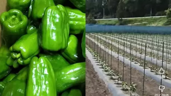 失踪したベトナム人技能実習生13人を住み込みで働かせた中国籍のピーマン農場主（36）を逮捕…地方で広がる“闇の受け皿”の実態〈岩手〉【2026年3月ニュース記事5位】