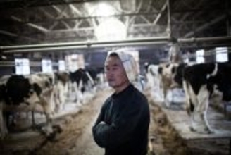 〈東日本大震災から13年〉「元気でないよ」原発事故で飼っていた牛を殺処分した福島県浪江町の酪農家一家は今。別の街に行けば「放射能が来た」と陰口を言われたことも