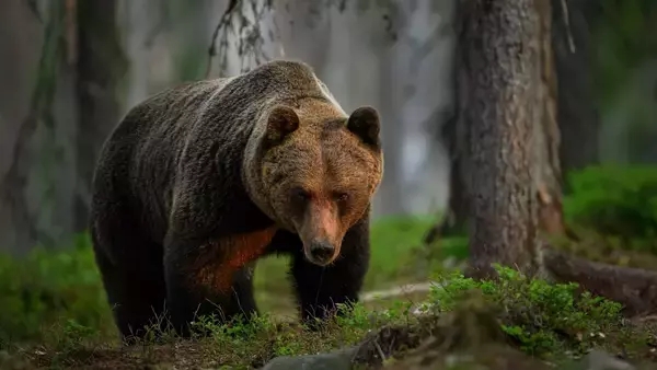 〈秋田のイオンにクマ〉東京も危ない！「妹を逃すため決死で凶暴ヒグマに挑んだ11歳少年の奇跡」を今こそ日本の教科書に載せよ