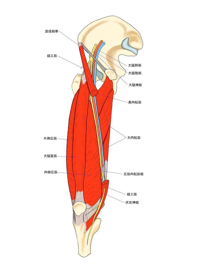 つらい膝の痛みの原因は座り方に？ 温めてもマッサージしても治らない膝痛のためにほぐすべき意外な部位