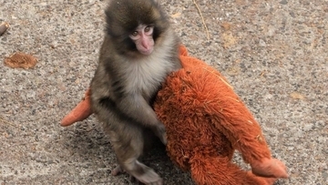 「パンチくんはイジメられている」「海外の愛護団体からも連絡が」世界的人気の子ザルに異常事態…ガセ、寄付金詐欺、無許可グッズ販売も　市川市動植物園も困惑