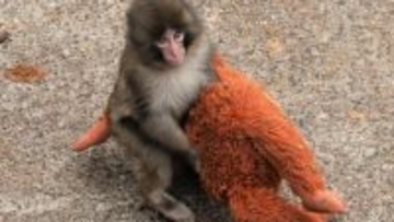 「パンチくんはイジメられている」「海外の愛護団体からも連絡が」世界的人気の子ザルに異常事態…ガセ、寄付金詐欺、無許可グッズ販売も　市川市動植物園も困惑