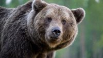 人間は「食料」、だから貯蔵する――狂犬病×ヒグマ“最凶暴化”の恐怖　サハリンの惨劇が日本に警鐘