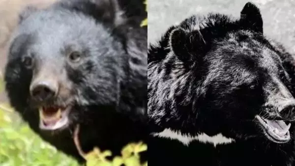 《クマ溺死に岩手県が指導》「銃だと家畜が驚いて農家も嫌がる…」“安全考慮”だけではない町の事情と相次ぐ苦情電話…今後の対策は？