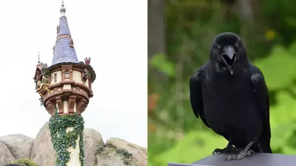 「2羽のカラスに襲われている」東京ディズニーシーでラプンツェルに起きた衝撃ハプニング…消えたプリンセス、運営は「本日4月2日も塔の中に隠れたままの状態となります」