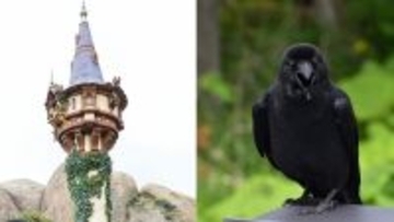「2羽のカラスに襲われている」東京ディズニーシーでラプンツェルに起きた衝撃ハプニング…消えたプリンセス、運営は「本日4月2日も塔の中に隠れたままの状態となります」