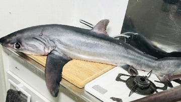 【サメを豪快調理】8kg 8000円のニタリザメを自宅キッチンで丸ごと調理「おすすめはムニエルより煮付けです」