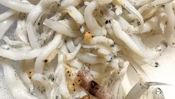 海はメガロパの季節？桝太一がしらすの中に”チリモン”大量発見！