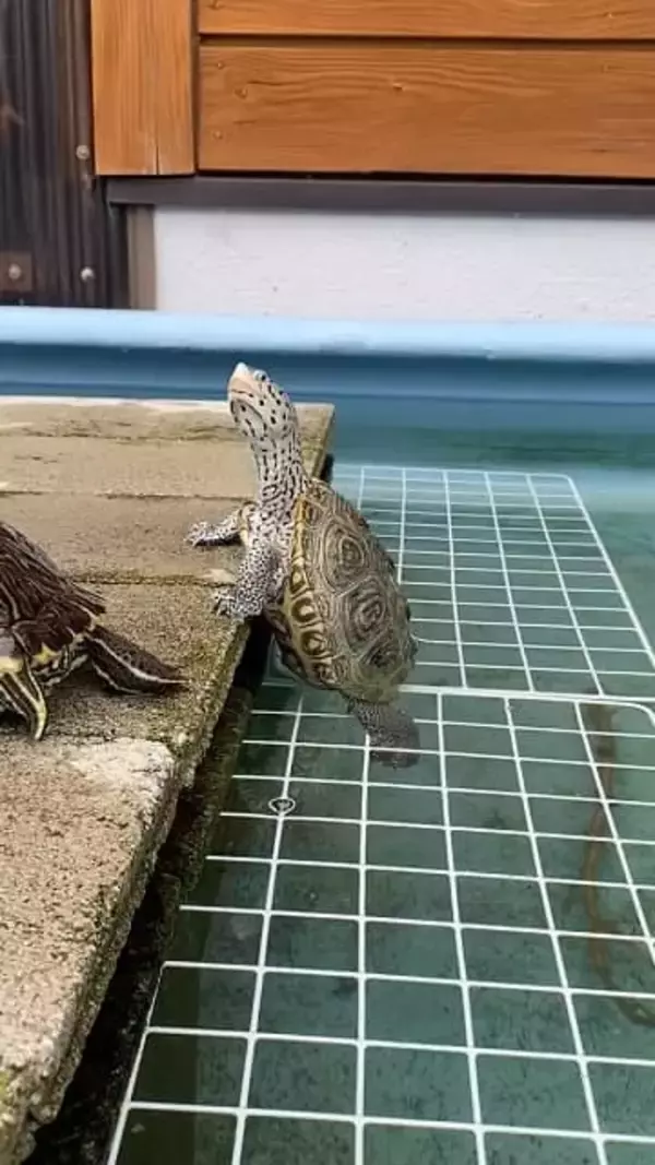 「しっかり立ってるようで可愛すぎる」カメのつかまり立ち（？）姿が可愛いと話題に