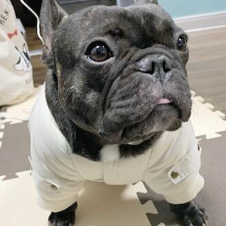 【日本人アスリートの愛犬特集】メジャーリーガーや元サッカー日本代表、あのパリ五輪メダリストも、、、