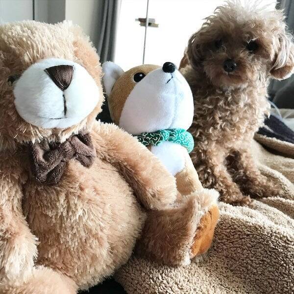 【日本人アスリートの愛犬特集】メジャーリーガーや元サッカー日本代表、あのパリ五輪メダリストも、、、