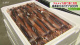 「約3週間ぶりの水揚げ　小型船のスルメイカ漁　再開後初の競りは前年比約1.5倍の高値　北海道」の画像1