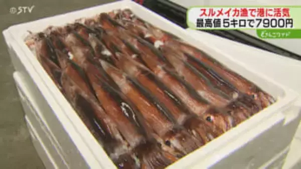 約3週間ぶりの水揚げ　小型船のスルメイカ漁　再開後初の競りは前年比約1.5倍の高値　北海道