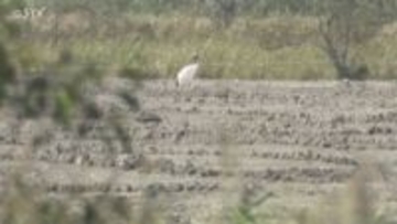 土壌汚染調査計画書を提出　1月13日に着手予定　メガソーラー建設の日本エコロジー　北海道