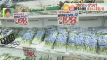 道産野菜の出荷始まる　狙い目は“ホウレン草”　今月は平年並みの価格続く　新タマネギは高値に