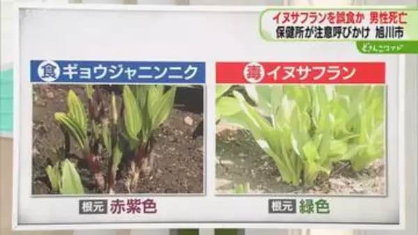 有毒植物を誤って食べたか　旭川で80代男性が死亡　ギョウジャニンニクとの区別のポイントは？