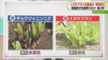 有毒植物を誤って食べたか　旭川で80代男性が死亡　ギョウジャニンニクとの区別のポイントは？