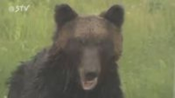 【道が環境省に緊急要望】ヒグマ捕獲に支援を…発砲行為の責任所在に不安　ガバメントハンターなど人材確保求める