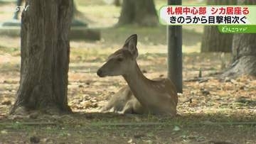 付近には北１条通りも…　近代美術館の庭にシカ出没中　７日から目撃相次ぐ　札幌市職員ら見守る