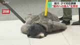 「商業施設にクマ侵入を想定　屋内で緊急銃猟実施の流れ確認　クマの行動が活発になる時期…警戒を　旭川」の画像1