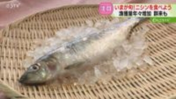 「数の子も入っておいしい」漁獲量増加のニシンが旬！すし店では“人気のネタ”　春告げる群来も
