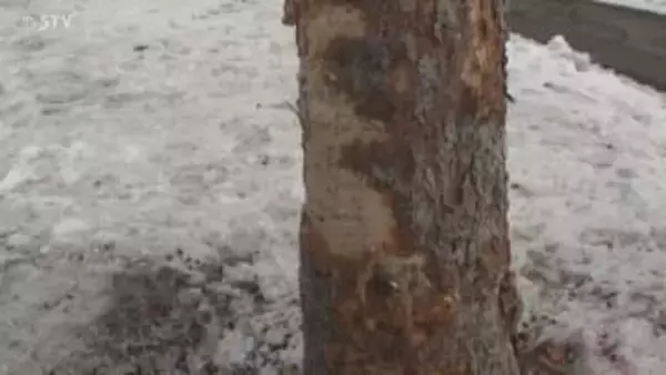 軽乗用車が立ち木に衝突　高齢男女搬送…1人意識不明　車の部品か？金属片散らばる　北海道遠軽町