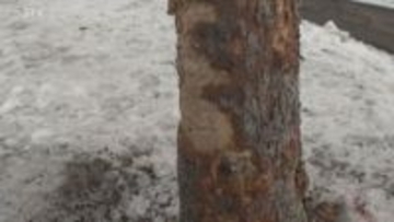 軽乗用車が立ち木に衝突　高齢男女搬送…1人意識不明　車の部品か？金属片散らばる　北海道遠軽町