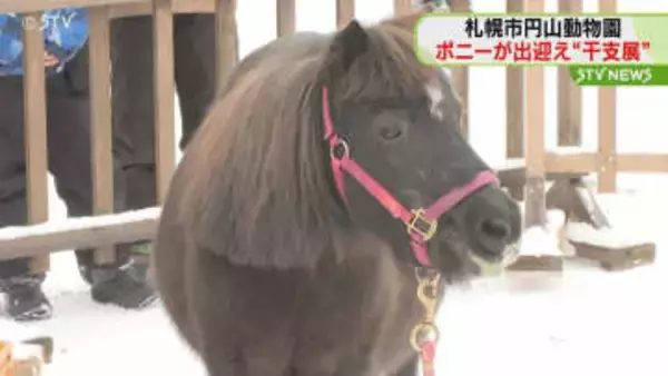 「カワイイちいさくて…」　ポニーがお出迎え“干支展”　連休初日…賑わう　札幌市円山動物園