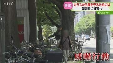 人の頭をめがけて何度も…　カラスの“威嚇行動”活発化「刺激しない」ヒナ巣立ちの時期に注意