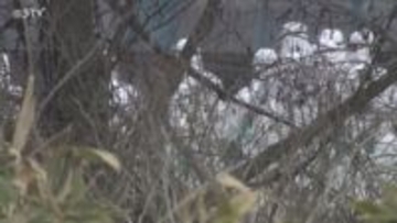 【速報】高病原性鳥インフルエンザの疑い 由仁町の養鶏場で6300羽の殺処分始まる