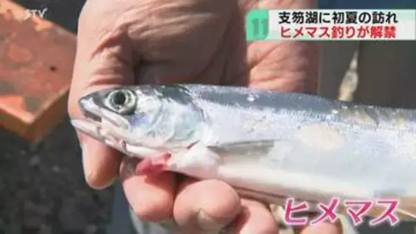 支笏湖でチップ釣りが解禁！「大きいのは6匹」夏の訪れを告げる味覚…8月末まで　北海道