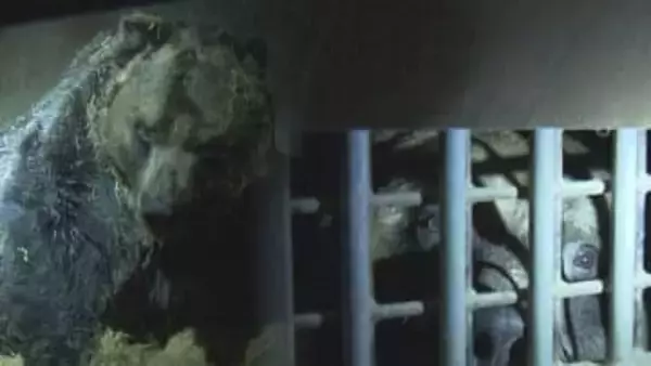 【１分間に３回呼吸】寝息を調査…冬眠する巨大クマの姿　なぜ住宅街に？研究進まぬクマの生態に迫る　北海道