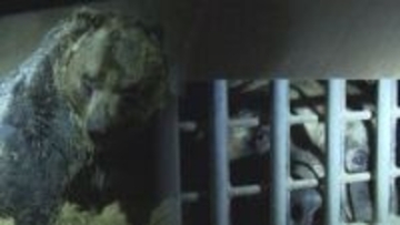 【１分間に３回呼吸】寝息を調査…冬眠する巨大クマの姿　なぜ住宅街に？研究進まぬクマの生態に迫る　北海道