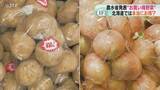 「農水省発表の“お手頃野菜”　北海道でも本当に安い？検証「ばれいしょ」「タマネギ」３割ほど安く」の画像1