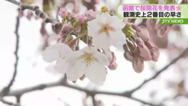 「心がウキウキする」函館で桜の開花を発表 観測史上２番目に早く このあと４日ほどで満開か
