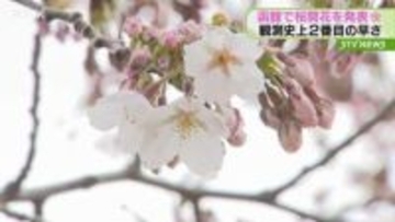「心がウキウキする」函館で桜の開花を発表 観測史上２番目に早く このあと４日ほどで満開か