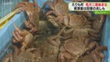 「去年より良くなった」毛ガニ漁始まる！初日は約200キロ水揚げ　海水に入れて出荷　北海道えりも町